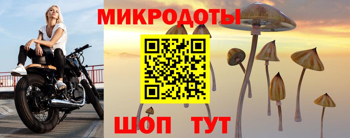 Галлюциногенные грибы Psilocybe Димитровград